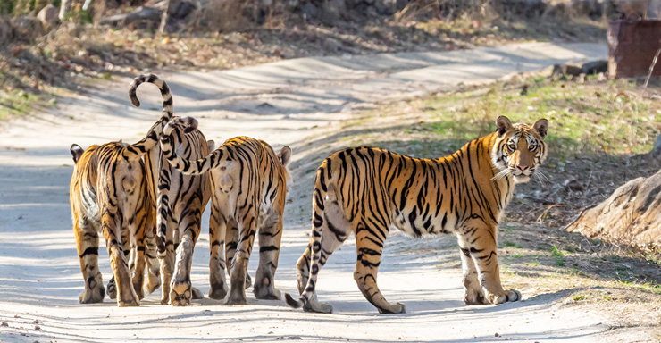 India Ultimate Wildlife